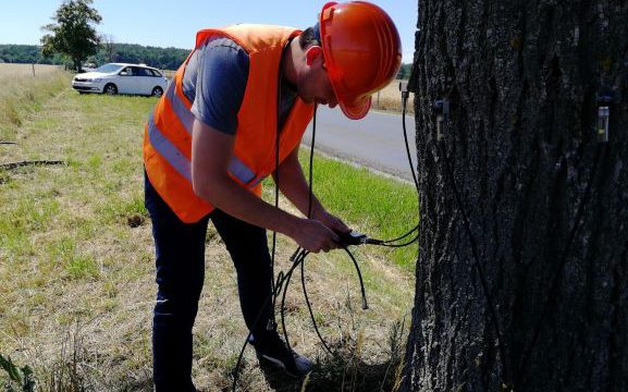 Digitálisan, fakopp műszerrel vizsgálja a fasorokat a Magyar Közút