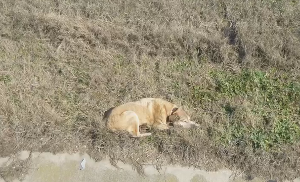 Videó: Újabb kutyamentő akcióban vett részt a Magyar Közút